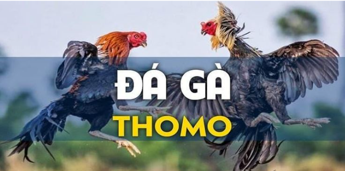 Đá Gà Thomo Tại MB66: Trải Nghiệm Chơi Cá Cược Đỉnh Cao